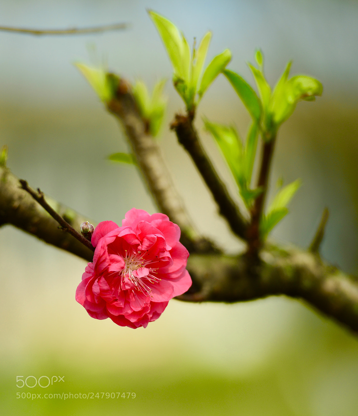 Nikon D800 sample photo. Untitled photography