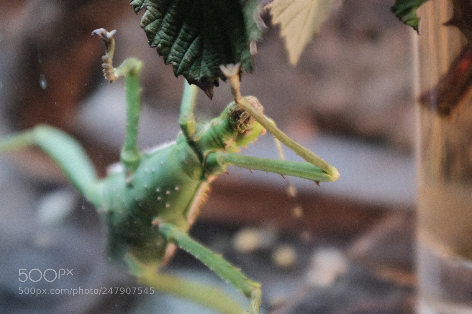 Fujifilm X100F sample photo. Insect no2 photography
