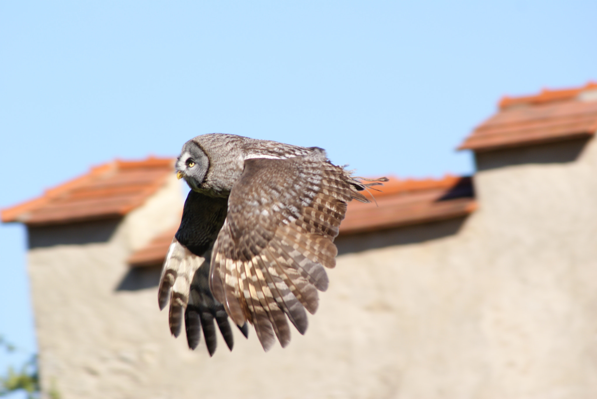 Sony Alpha DSLR-A300 + Minolta AF 300mm F4 HS-APO G sample photo. Owl in fly photography