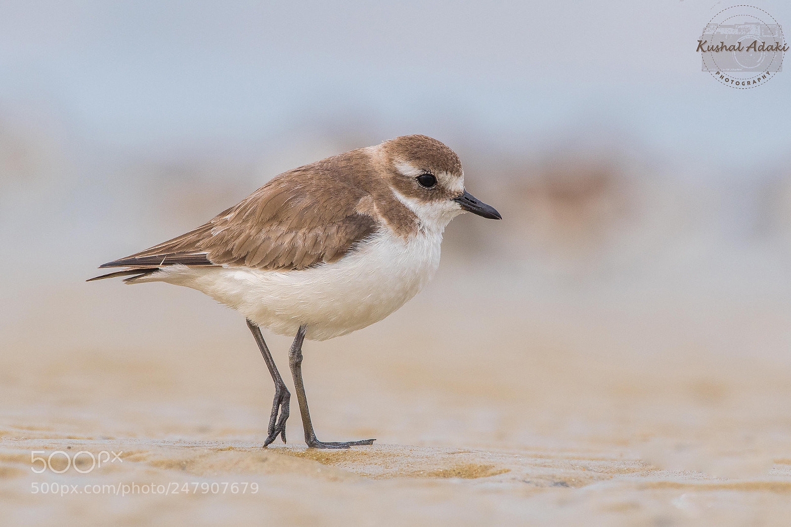 Nikon D500 sample photo. Lesser sand plover photography