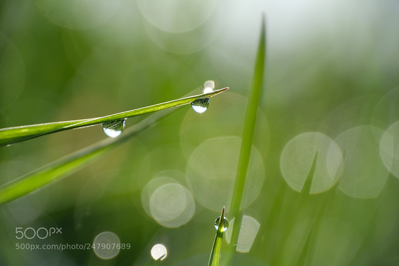 Fujifilm X-M1 sample photo. Morning perls photography