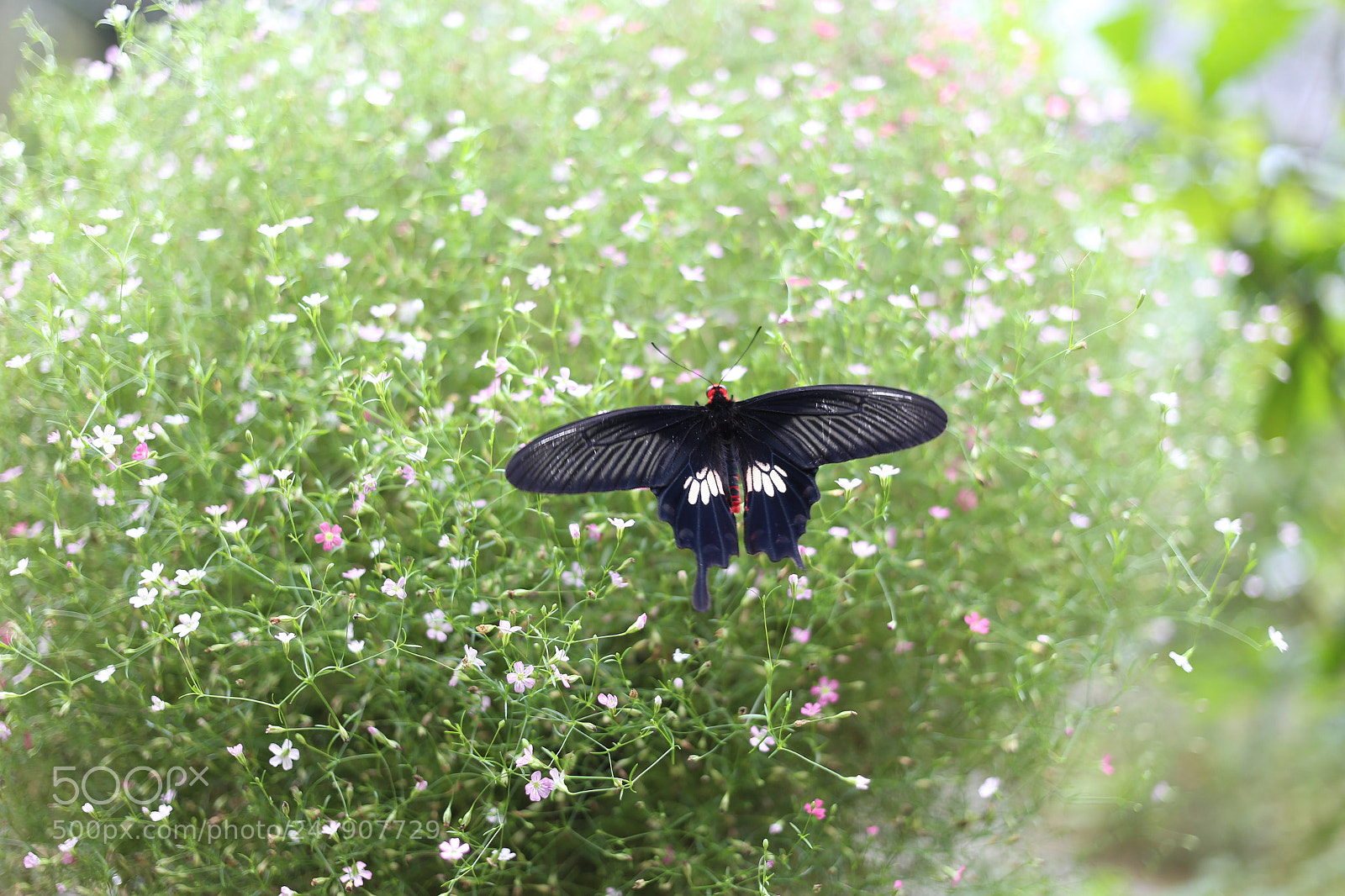 Canon EOS 6D + Canon EF 40mm F2.8 STM sample photo. Butterfly photography
