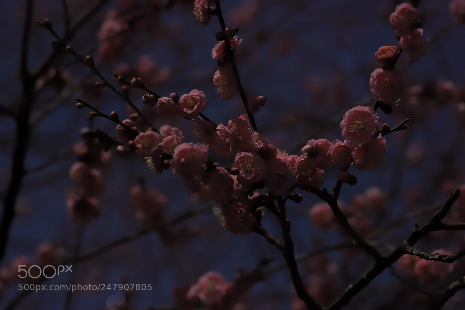 Canon EOS 6D Mark II sample photo. The plum blossomed in photography
