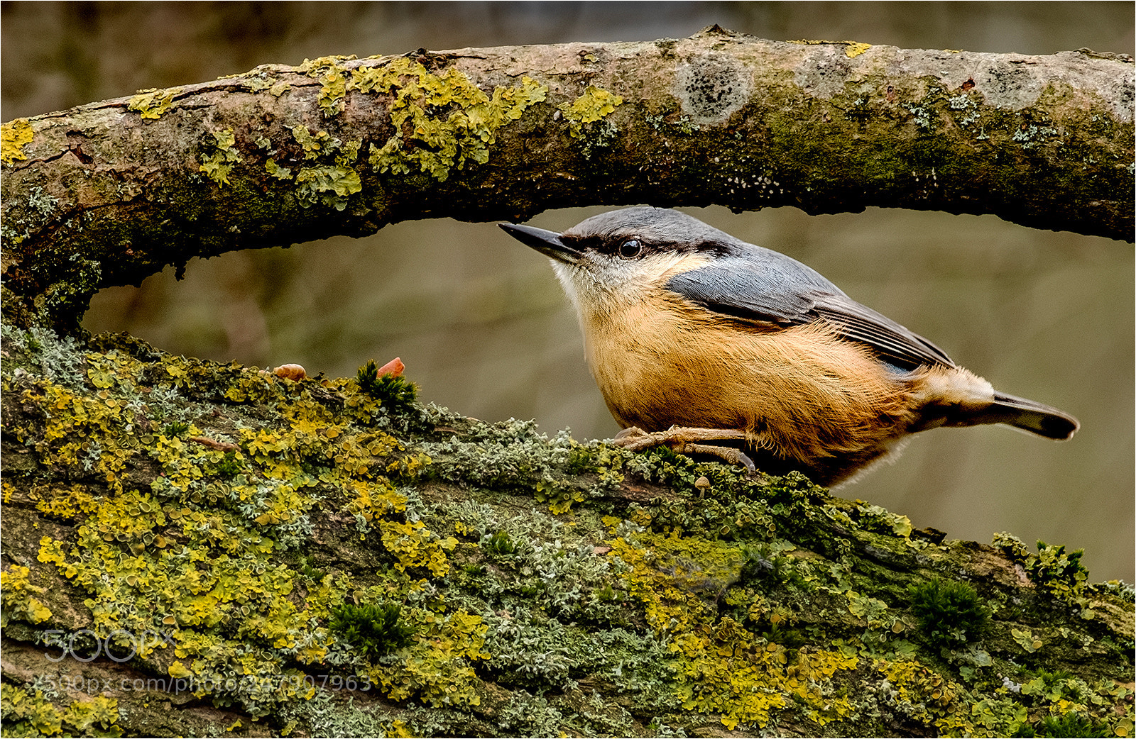Fujifilm X-T2 sample photo. Nuthatch feeding on licum photography