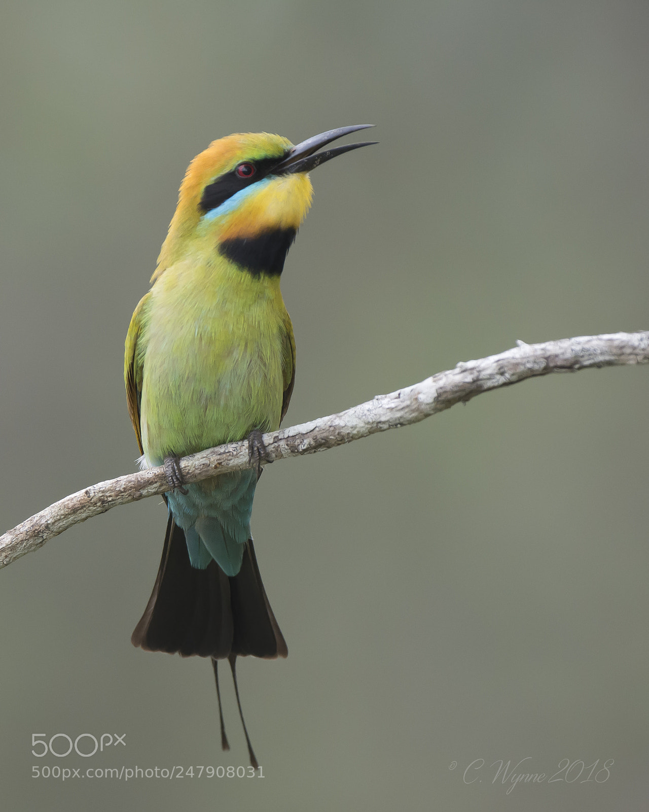 Nikon D7100 sample photo. Rainbow bee-eater (male) photography