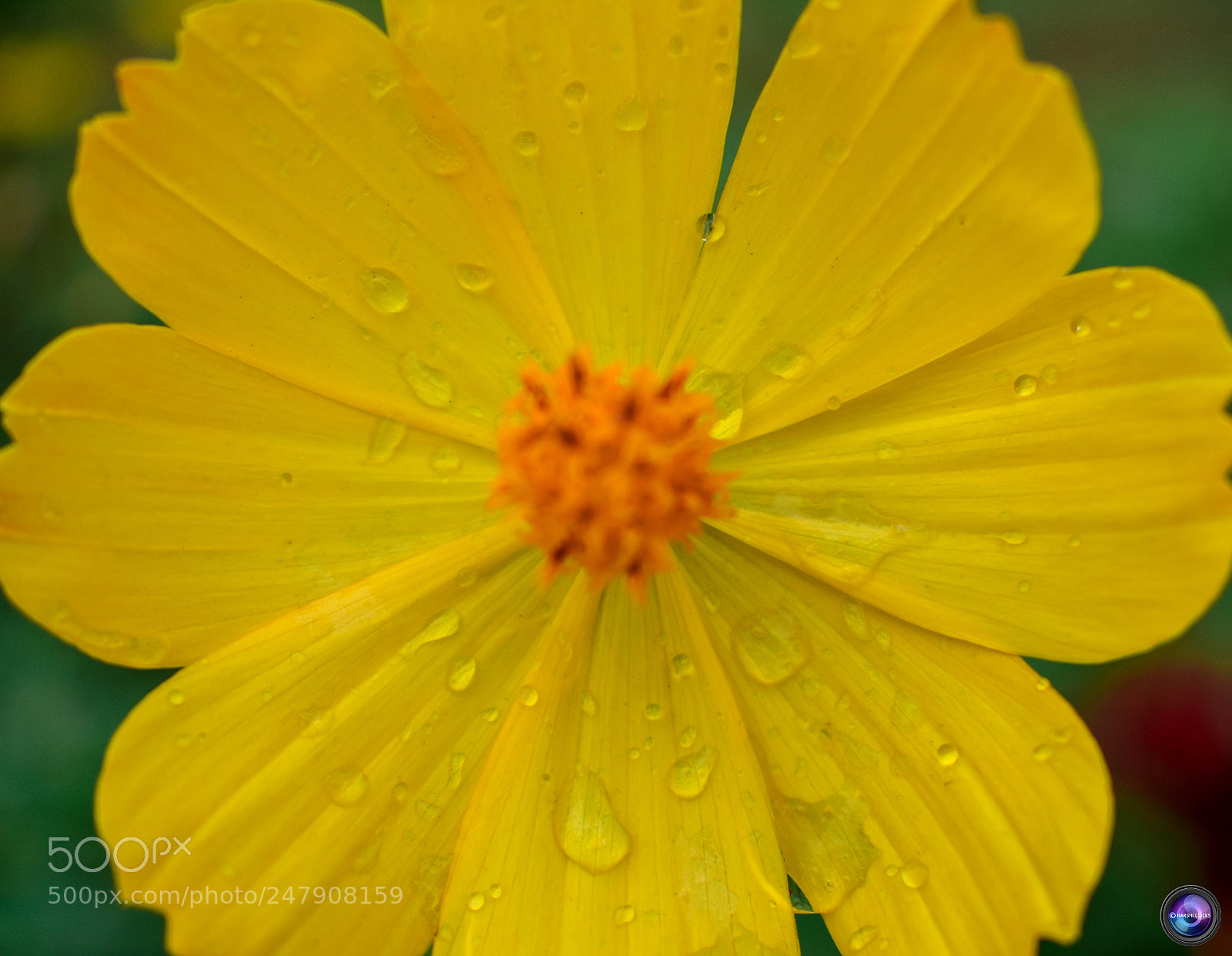 Nikon D3400 sample photo. Fresh yellow photography