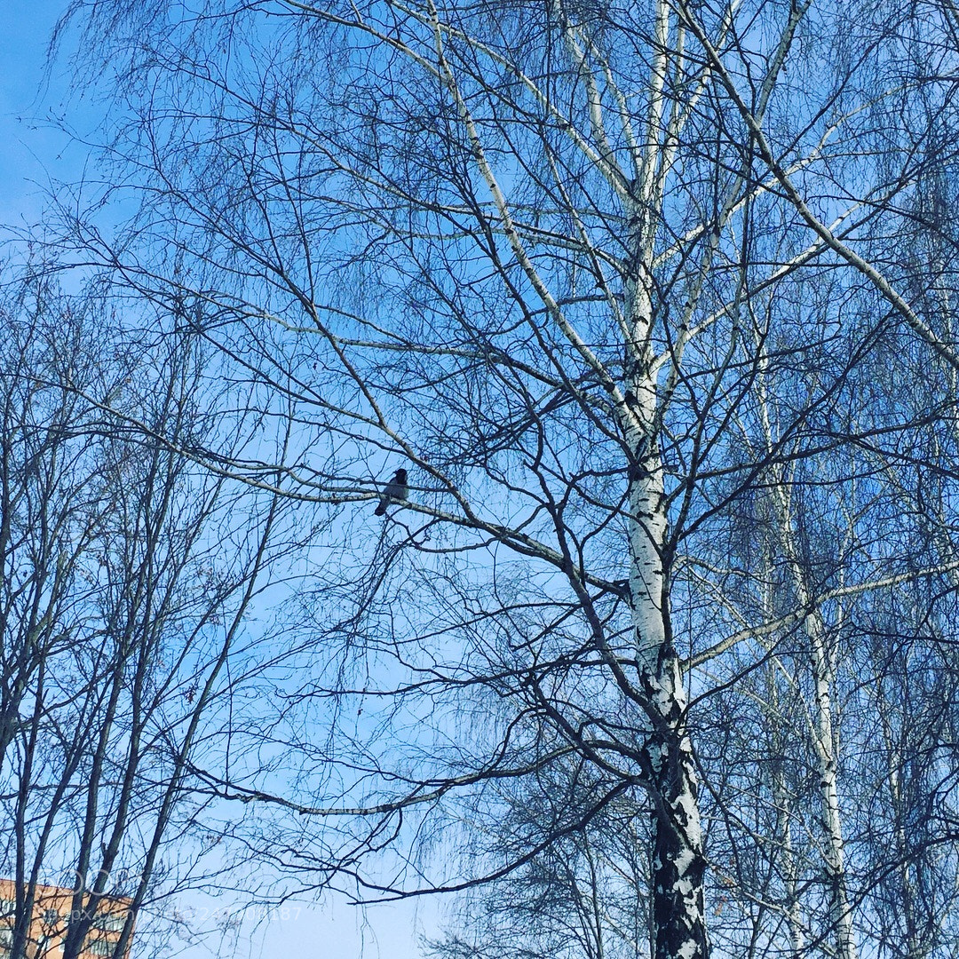 Apple iPhone 6 sample photo. Birch and crow photography