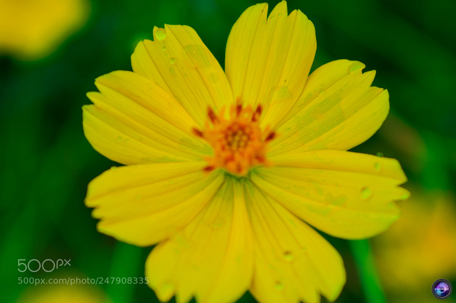 Nikon D3400 sample photo. Fresh yellow photography
