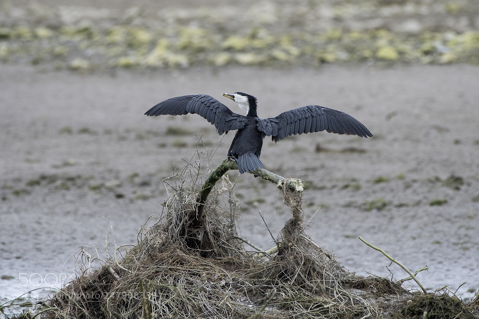 Nikon D500 sample photo. Little shag / kawaupaka  photography