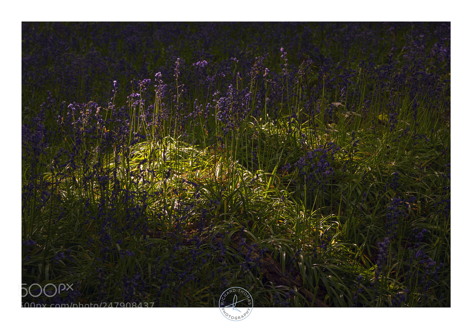 Sony a7R II sample photo. Dying embers photography