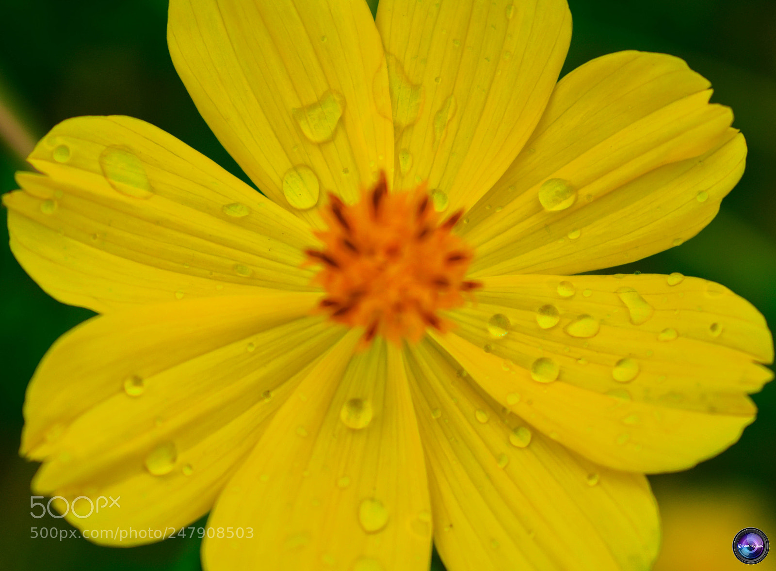 Nikon D3400 sample photo. Fresh yellow photography
