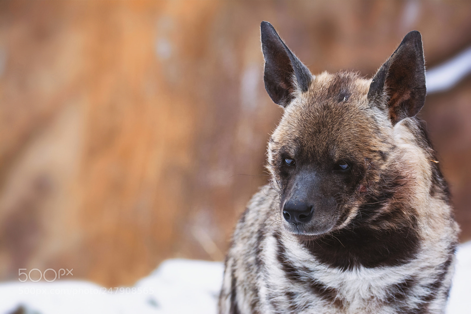 Nikon D7100 sample photo. Striped hyena photography