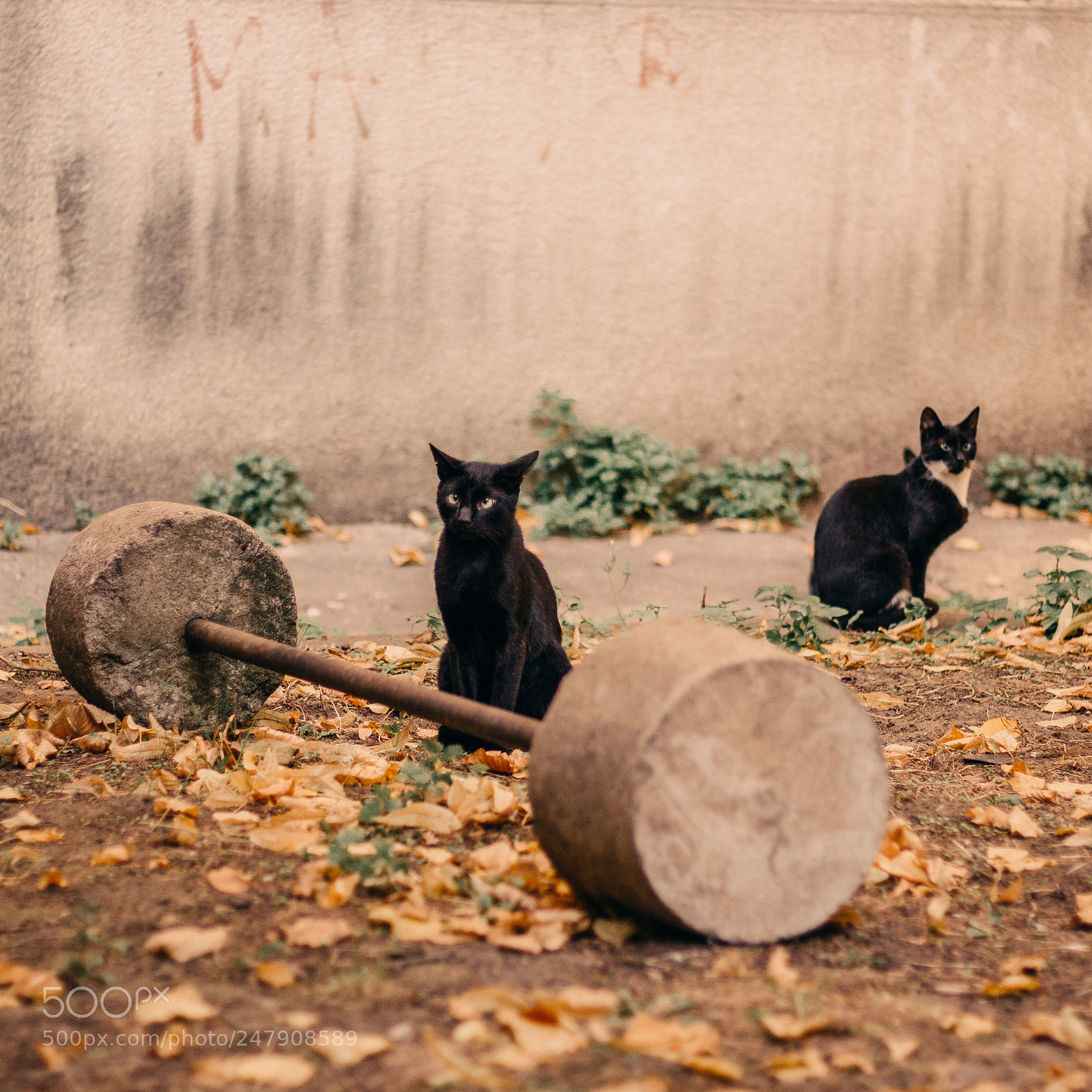 Canon EOS 600D (Rebel EOS T3i / EOS Kiss X5) sample photo. Black cat photography
