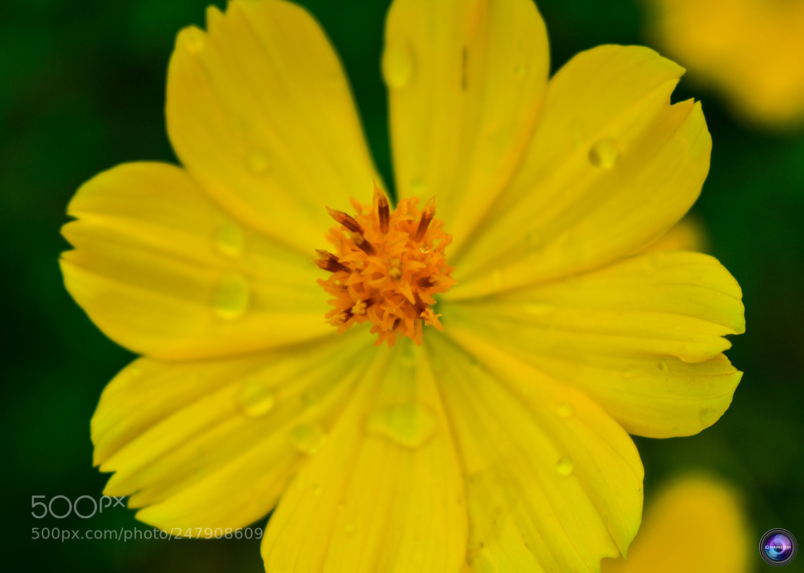 Nikon D3400 sample photo. Fresh yellow photography