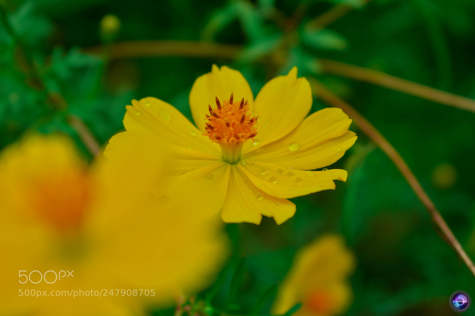 Nikon D3400 sample photo. Fresh yellow photography