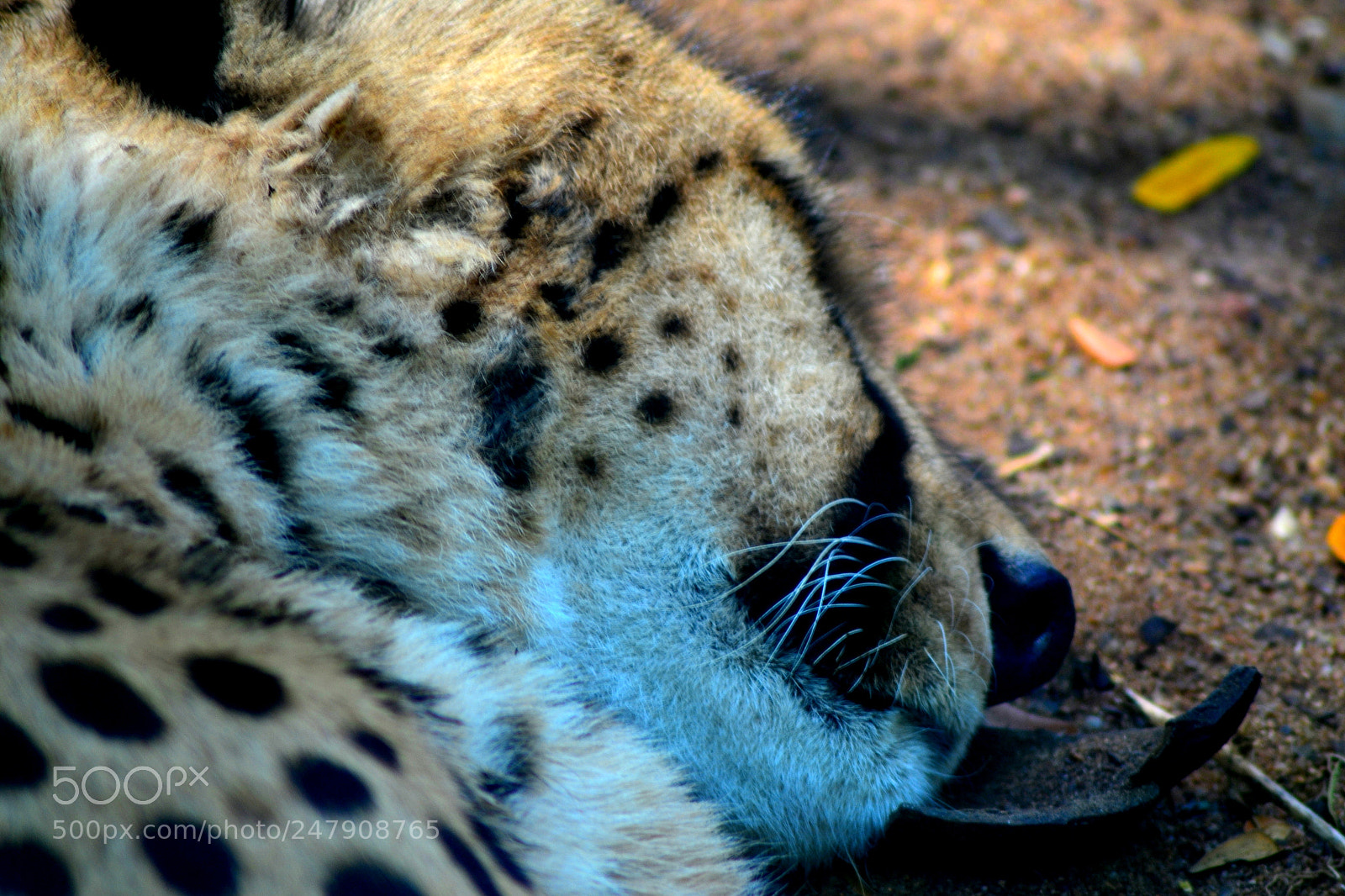 Nikon D3100 sample photo. Such a cheetah photography