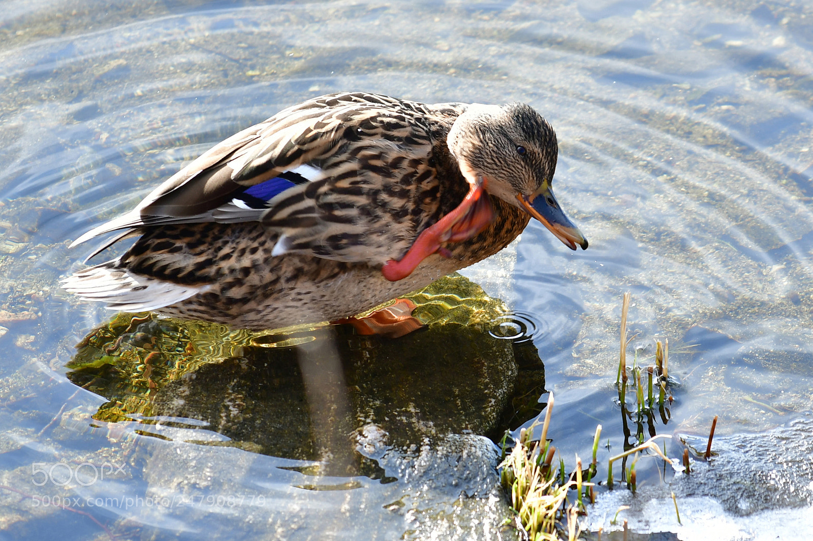 Nikon D500 sample photo. The duck photography
