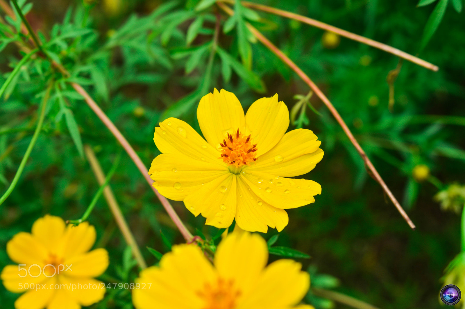 Nikon D3400 sample photo. Fresh yellow photography