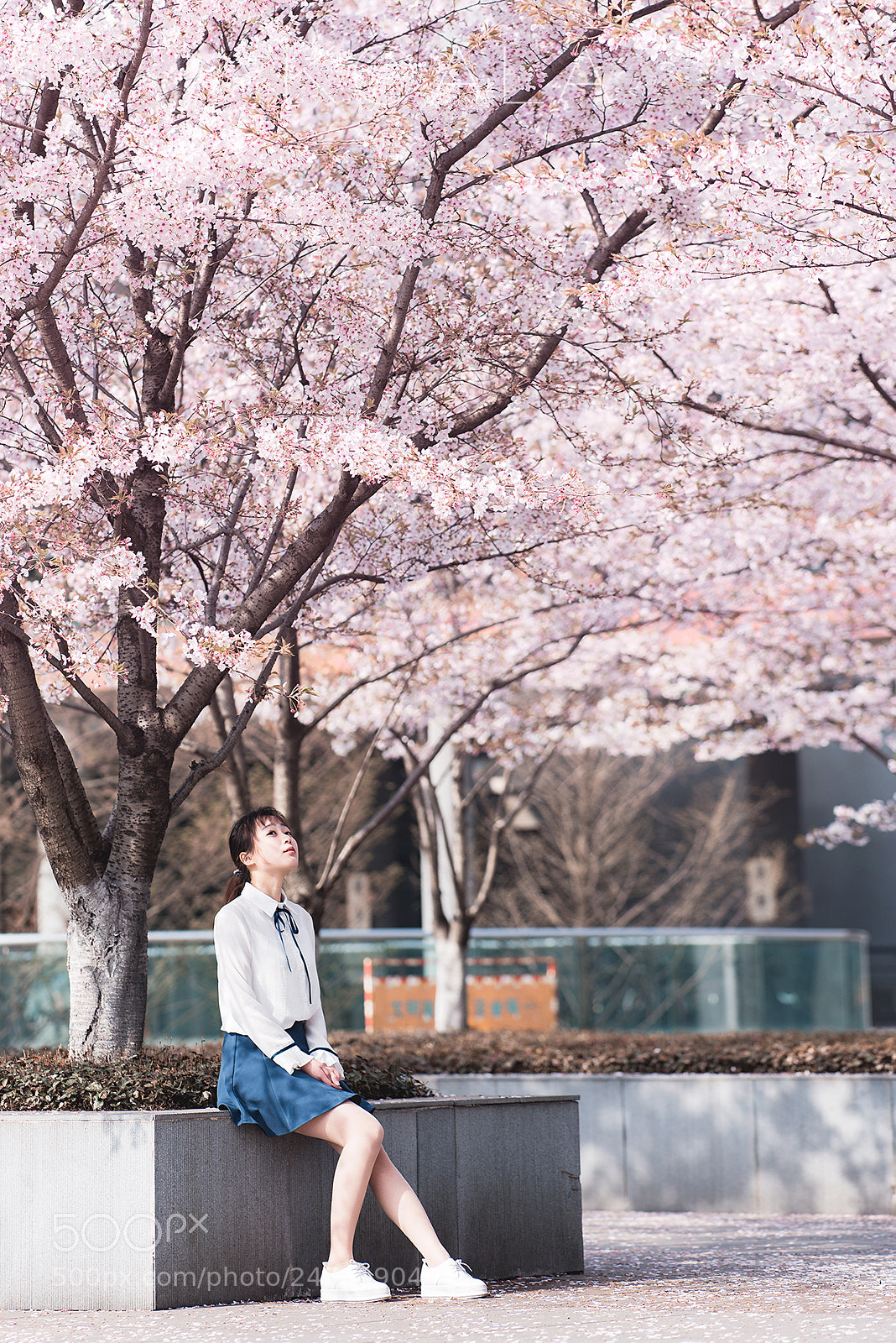 Nikon D810 sample photo. 樱花季 photography