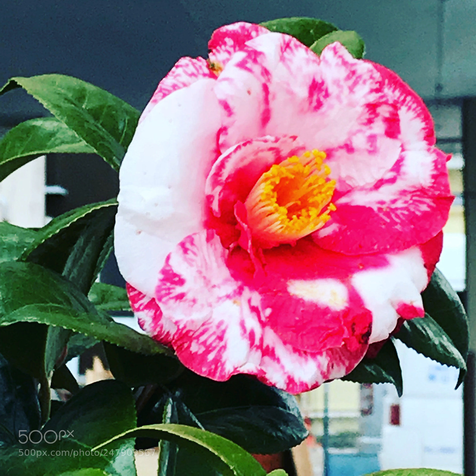Apple iPhone 7 Plus sample photo. Camellia photography