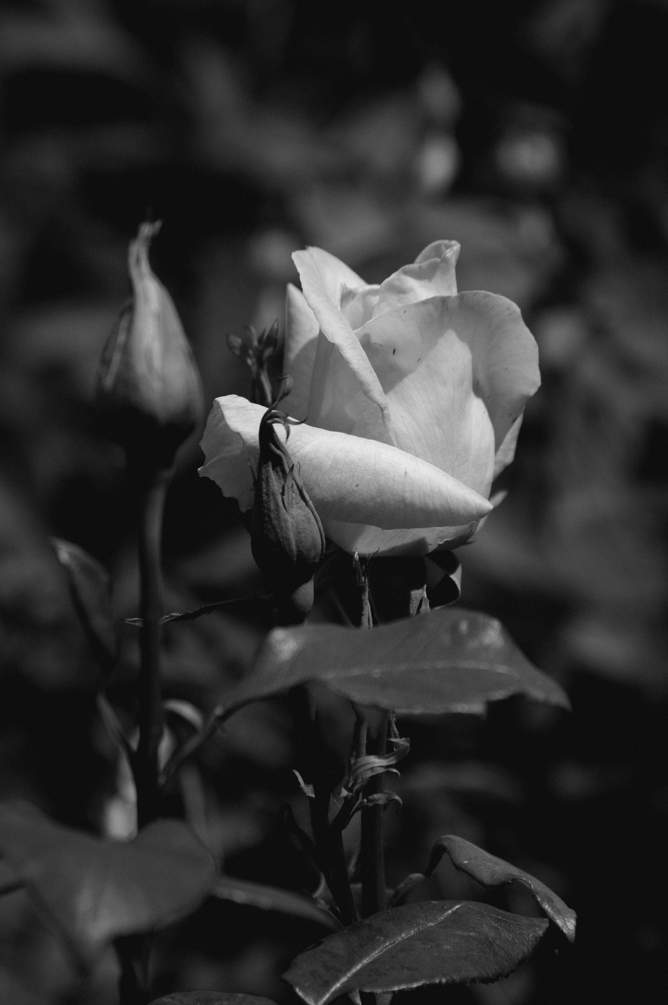 Pentax K20D sample photo. Rose photography