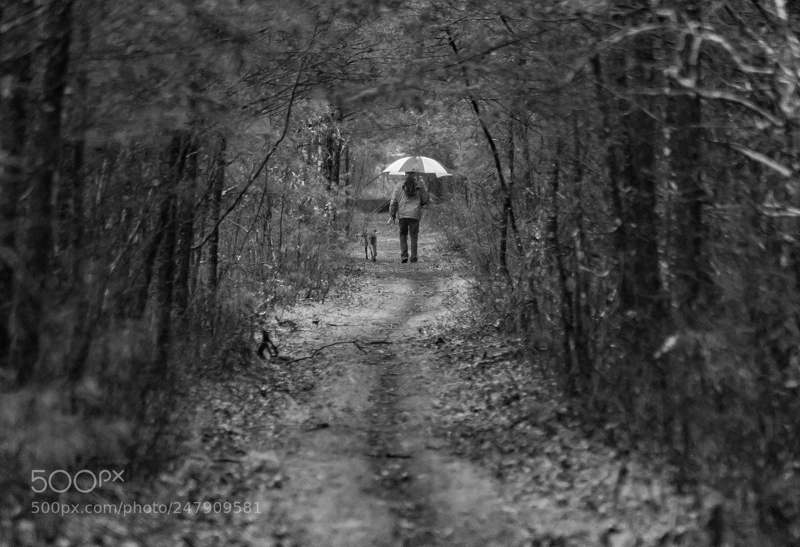 Nikon D500 sample photo. Down the path with photography