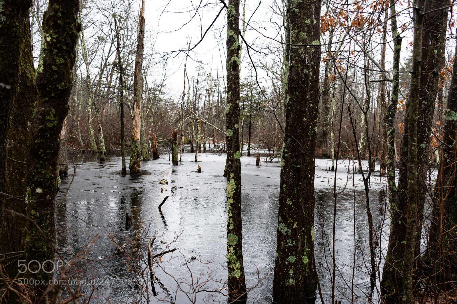Nikon D500 sample photo. Through the frosty pond photography