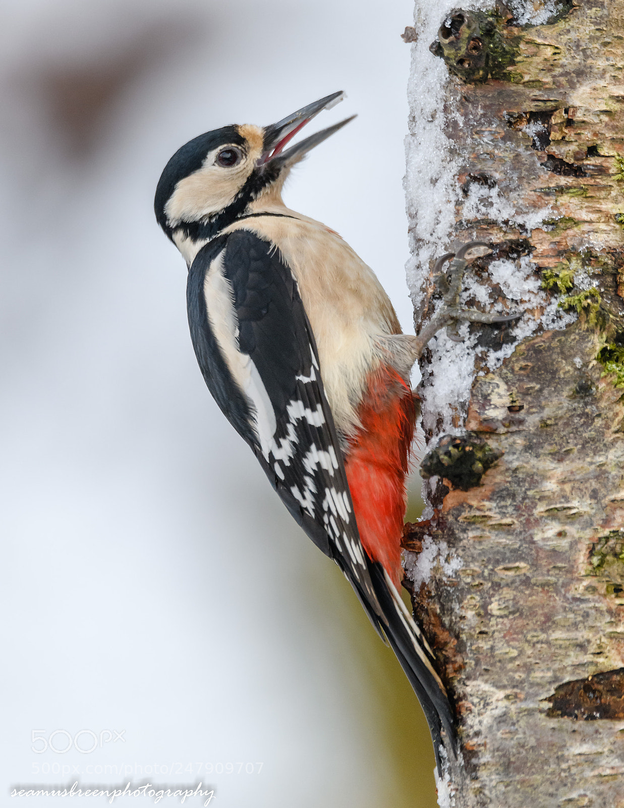 Nikon D850 sample photo. Greater spotted woodpecker photography