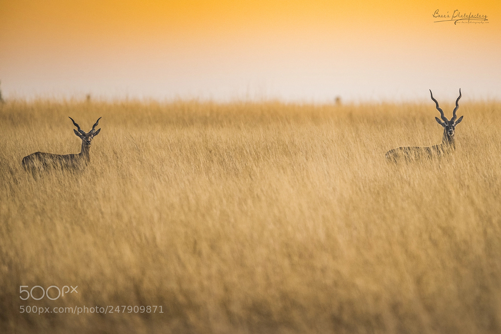 Nikon D810 sample photo. Lost in the grasslands photography
