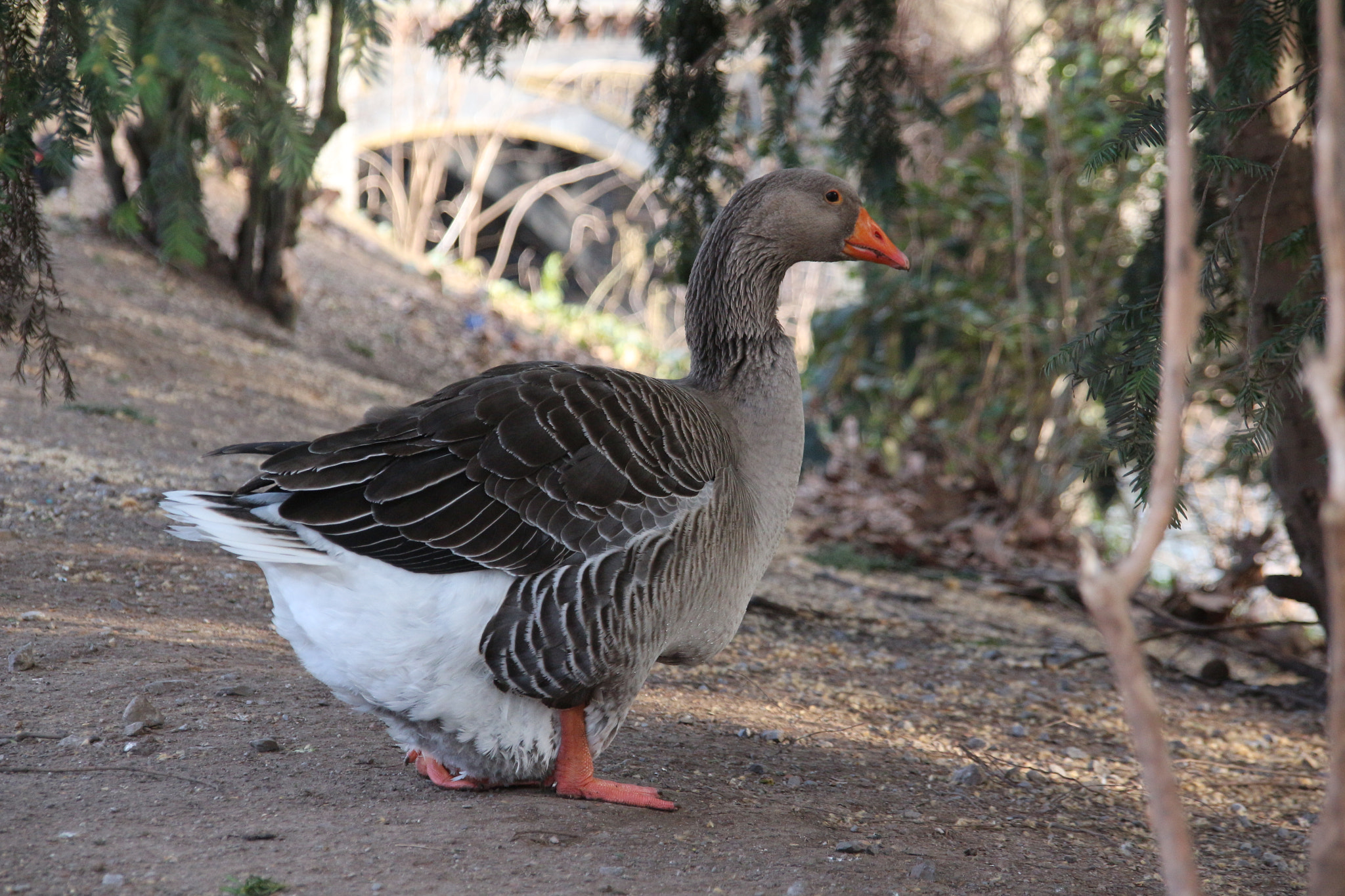 Sigma 18-200mm f/3.5-6.3 DC OS sample photo. Img photography