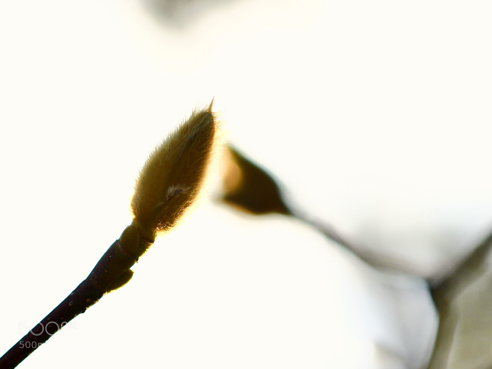 Canon EOS 700D (EOS Rebel T5i / EOS Kiss X7i) sample photo. An enchanted moment... photography