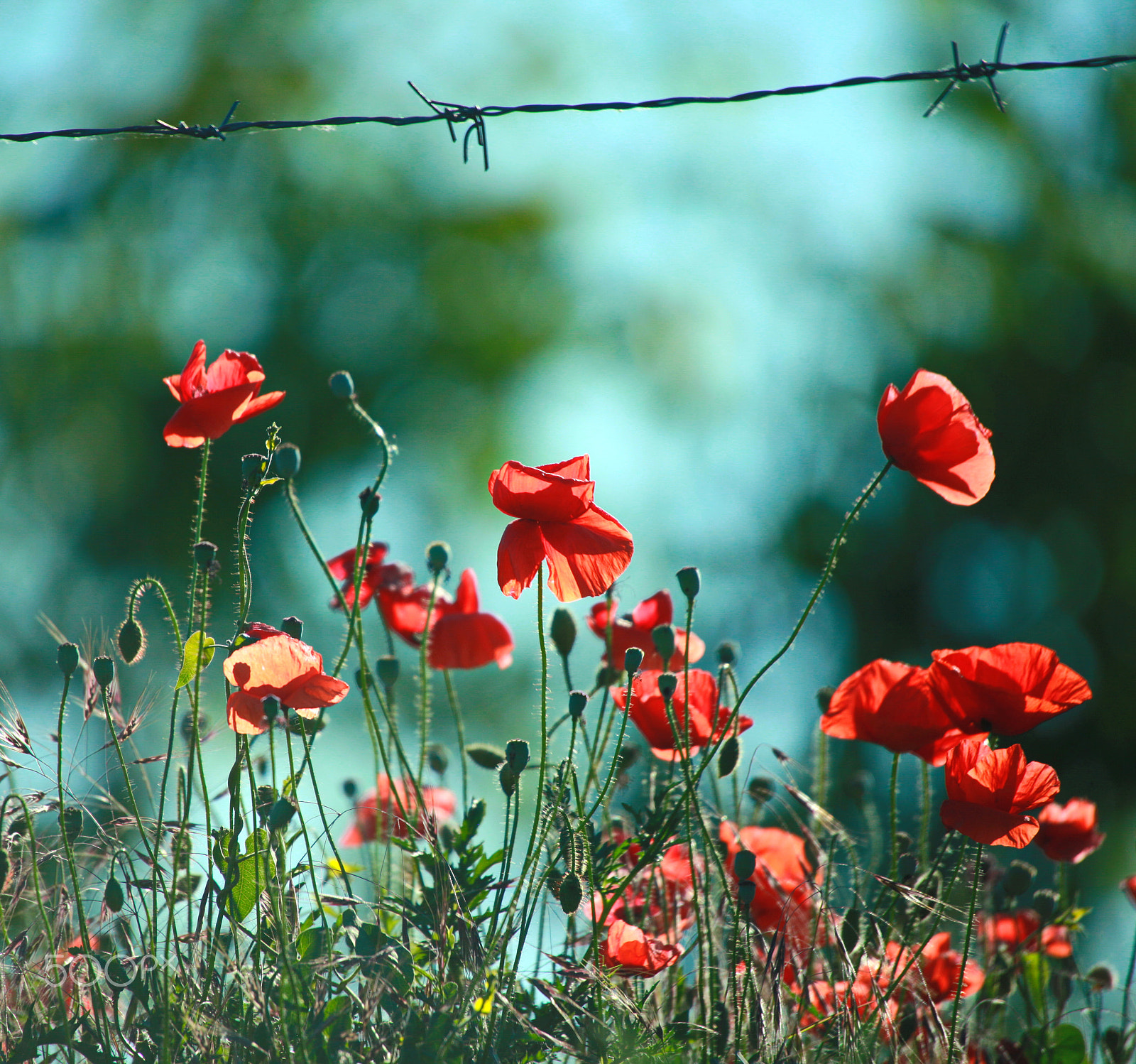 Canon EOS 5D Mark II + Sigma 50-500mm f/4-6.3 APO HSM EX sample photo. Red poppies... photography