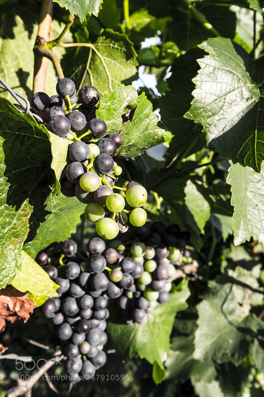 Fujifilm X-T10 sample photo. Grapes growing on a photography