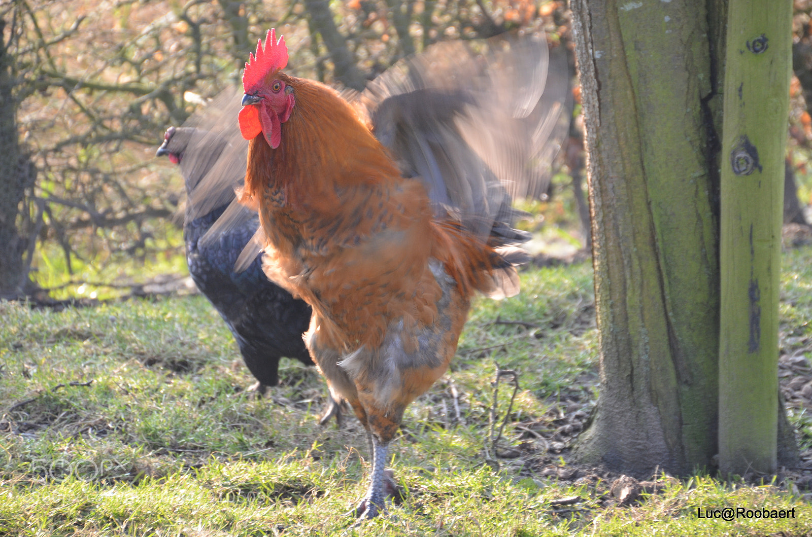 Nikon D5100 sample photo. Notre coq christian photography