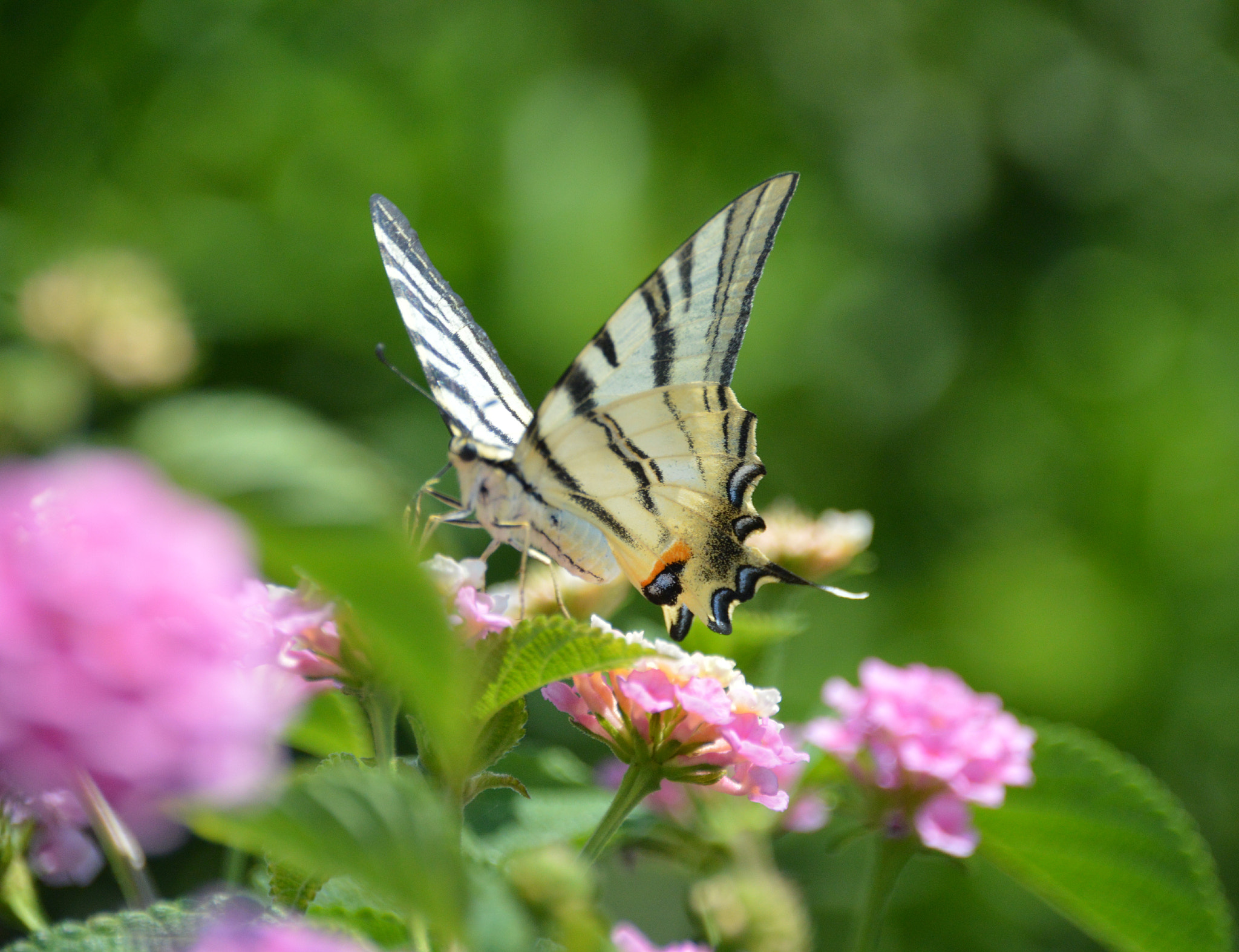 Sigma 18-250mm F3.5-6.3 DC Macro OS HSM sample photo. Nature photography