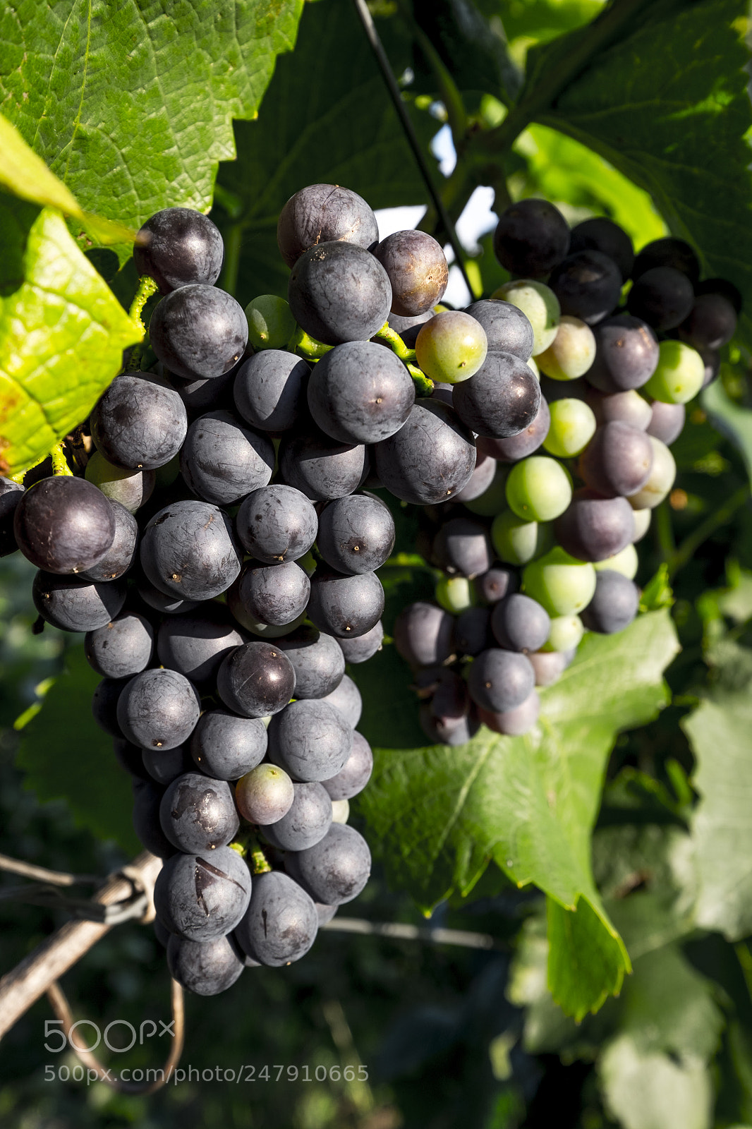 Fujifilm X-T10 sample photo. Grapes growing on a photography