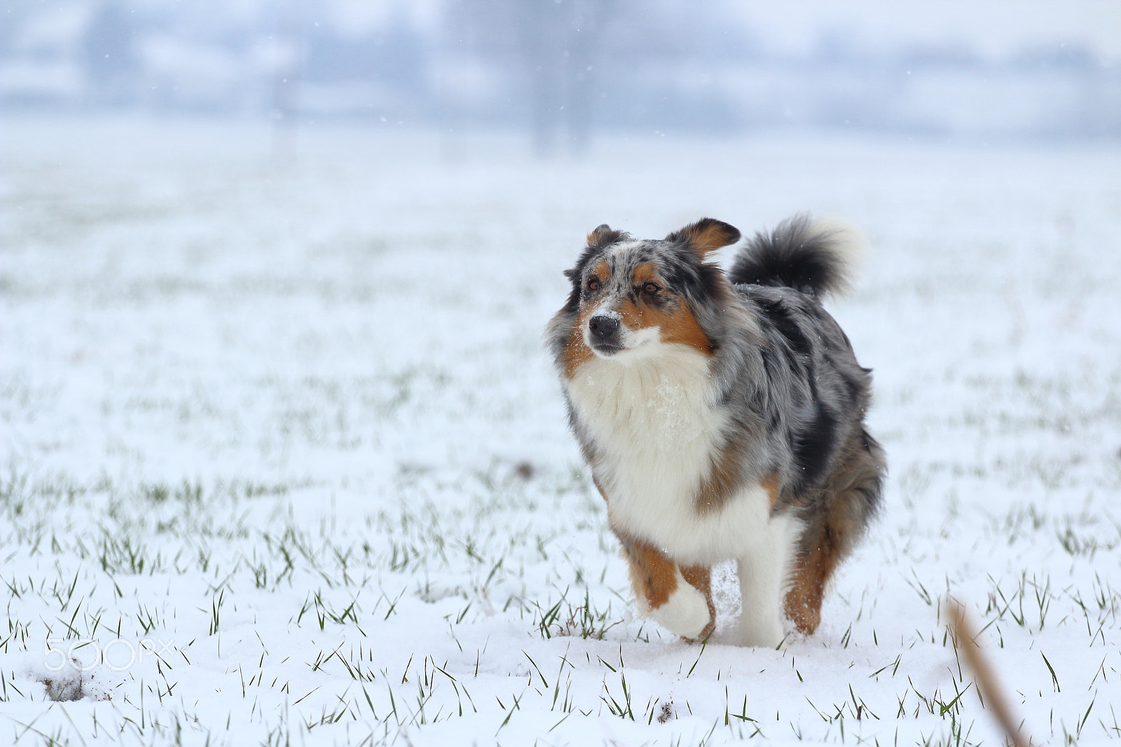 Canon EOS 600D (Rebel EOS T3i / EOS Kiss X5) + Canon EF 70-200mm F4L USM sample photo. Run in the snow photography