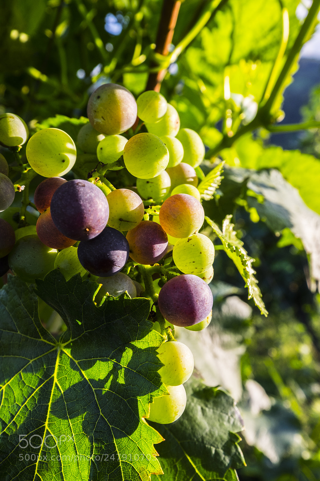 Fujifilm X-T10 sample photo. Grapes growing on a photography