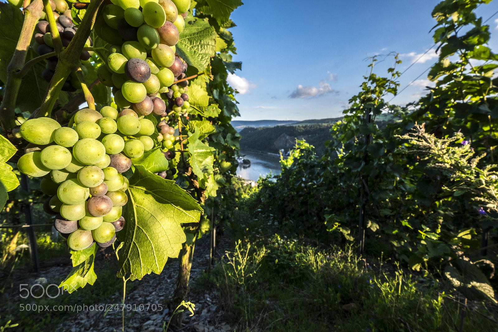 Fujifilm X-T10 sample photo. Vineyards on the rhine photography