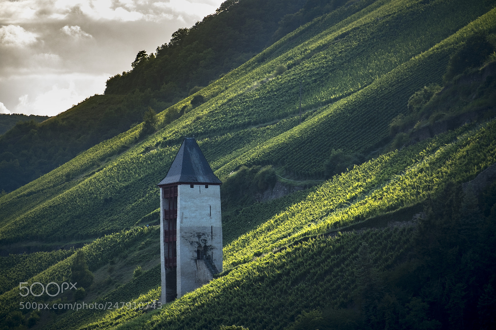 Fujifilm X-T10 sample photo. Vineyards on the rhine photography