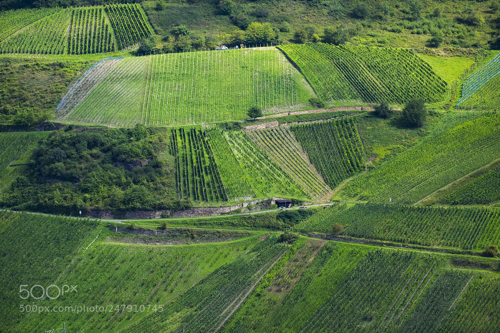 Fujifilm X-T10 sample photo. Vineyards on the rhine photography