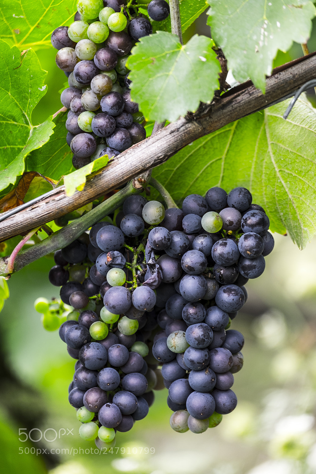 Fujifilm X-T10 sample photo. Grapes growing on a photography