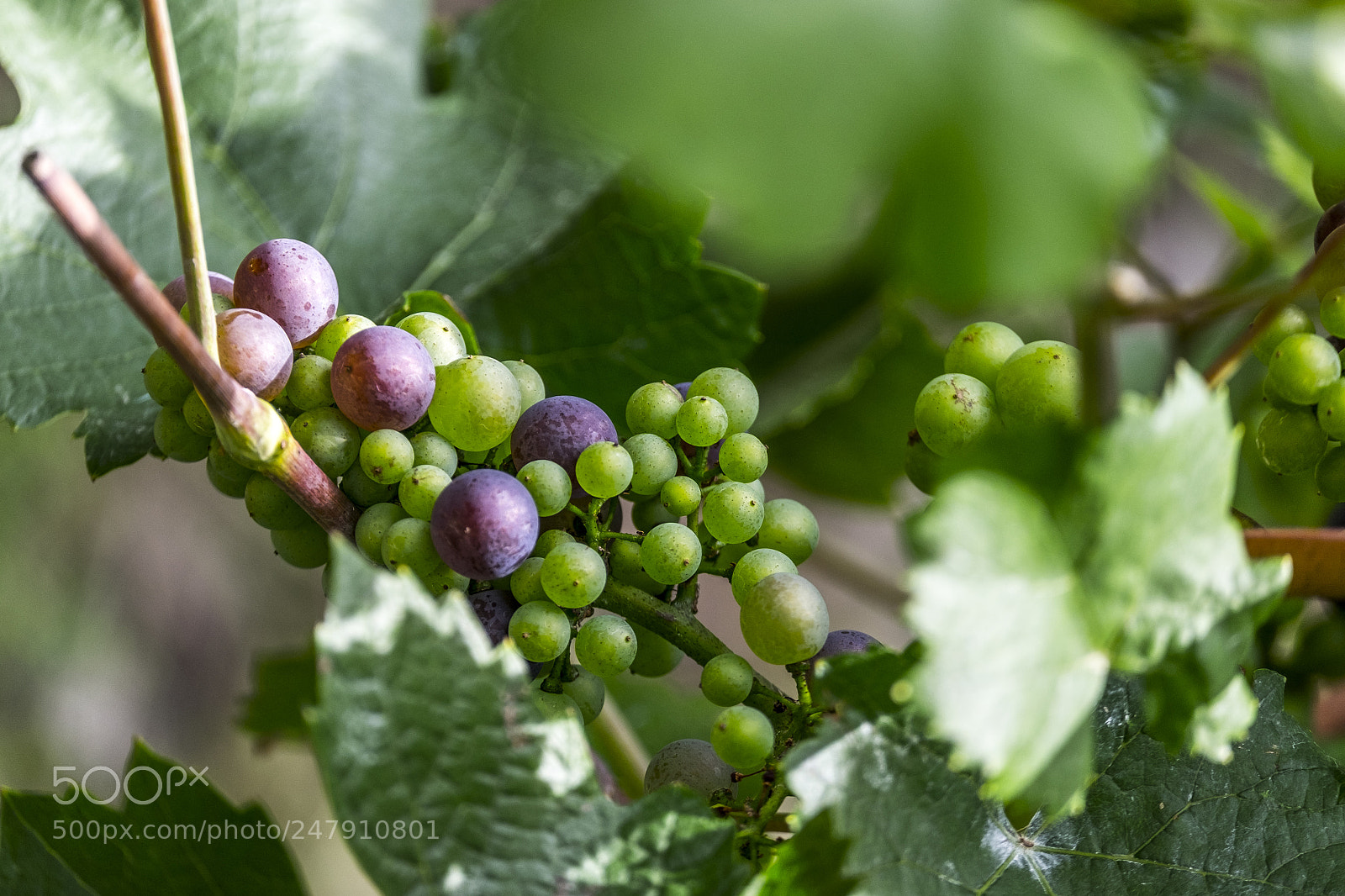 Fujifilm X-T10 sample photo. Grapes growing on a photography