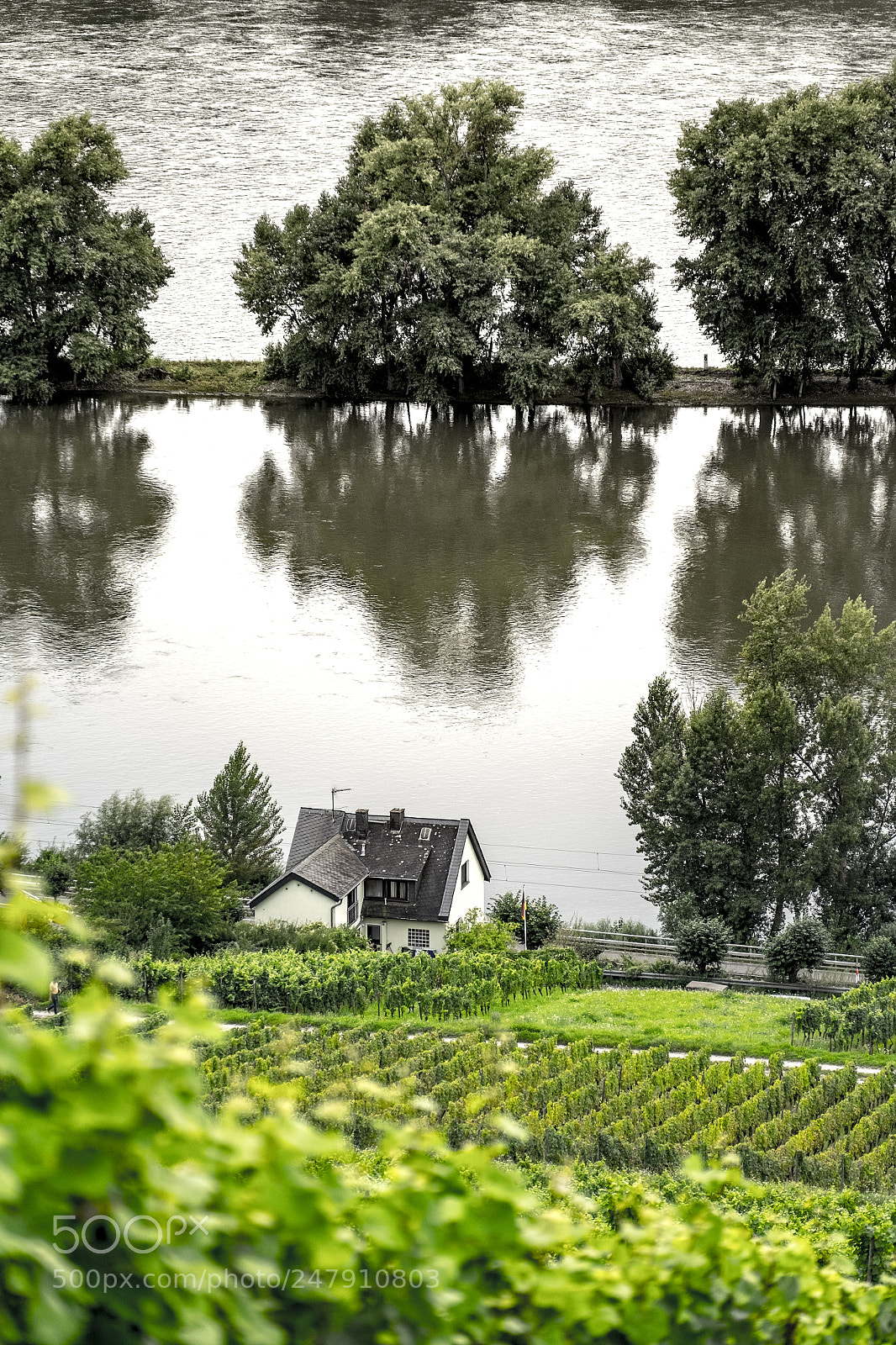 Fujifilm X-T10 sample photo. Vineyards on the rhine photography