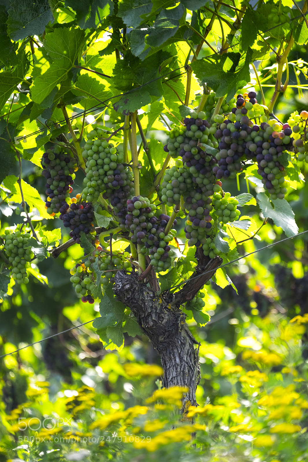 Fujifilm X-T10 sample photo. Grapes growing on a photography