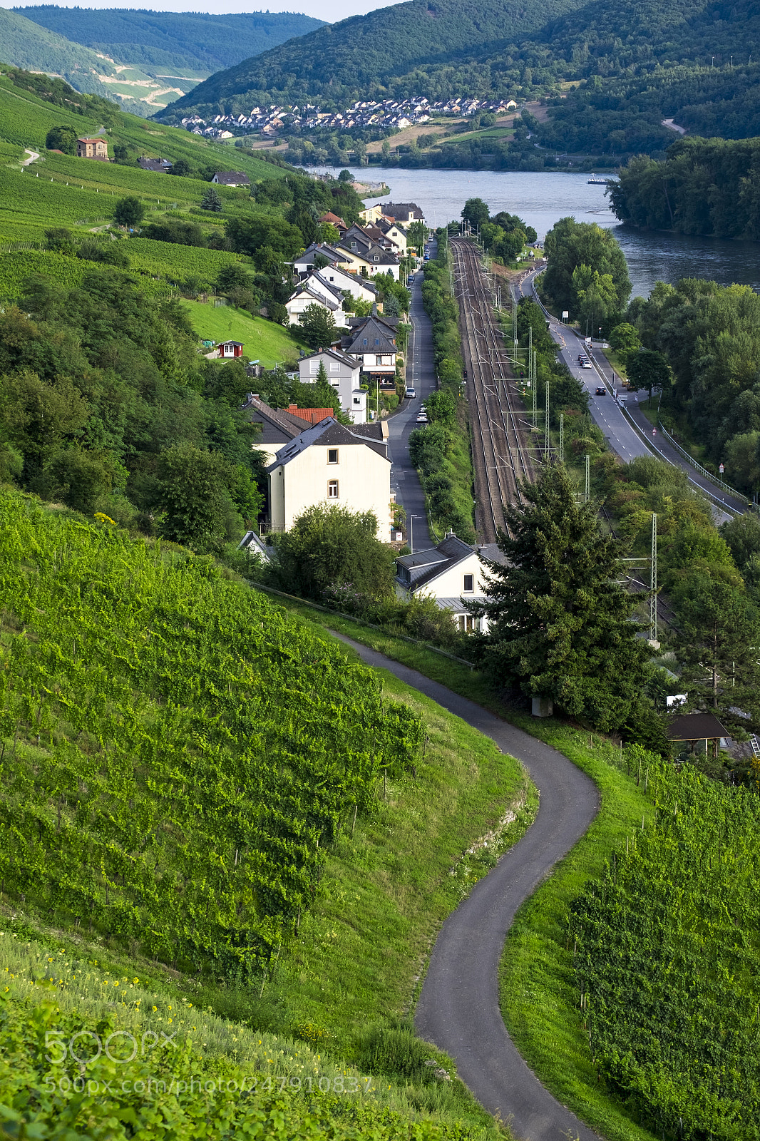 Fujifilm X-T10 sample photo. Vineyards on the rhine photography