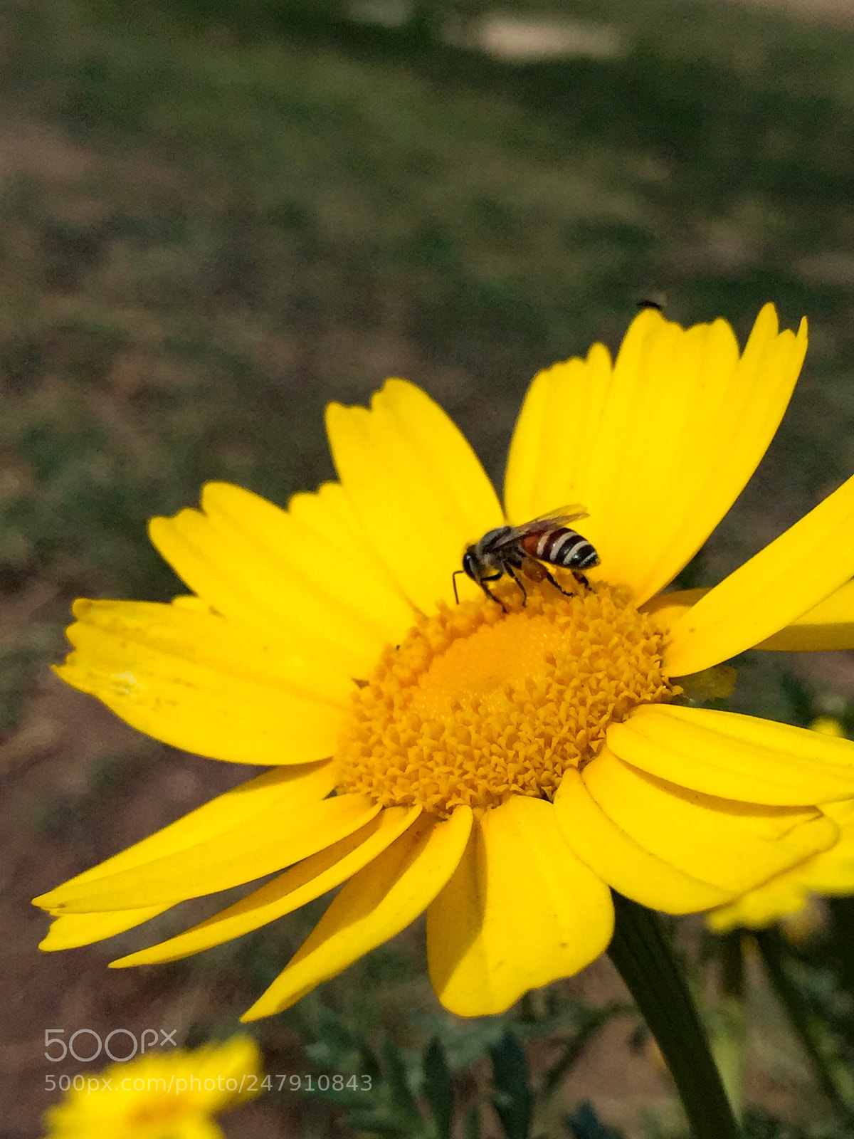 Apple iPhone 6 sample photo. Untitled photography