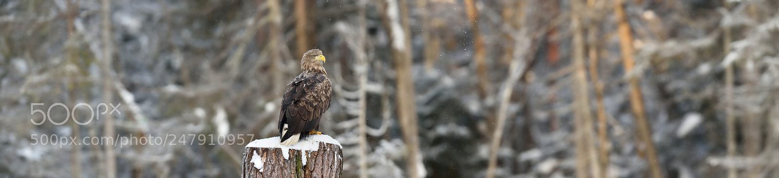 Nikon D4S sample photo. Eagle on tree stump photography