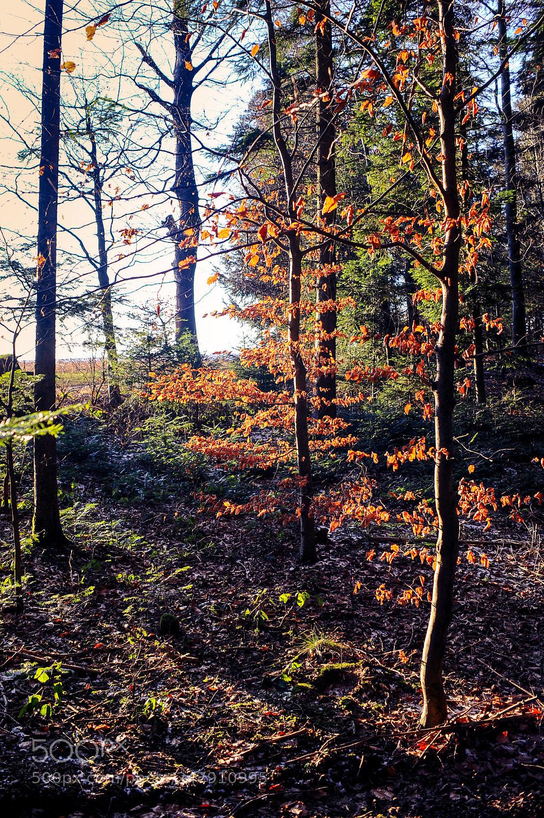 Nikon D700 sample photo. Winter afternoon photography