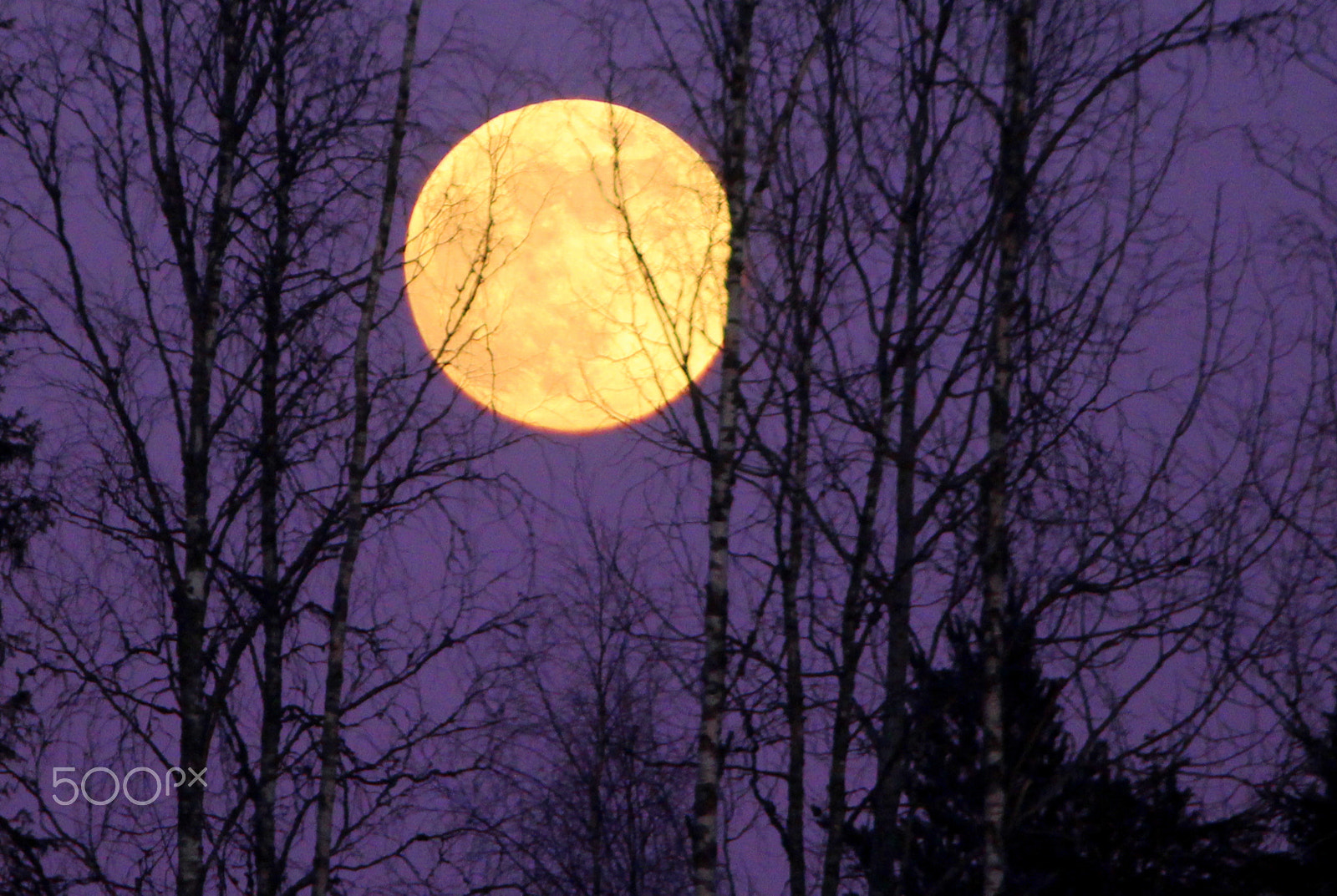 Canon EOS 700D (EOS Rebel T5i / EOS Kiss X7i) sample photo. The big yellow moon between trees... photography